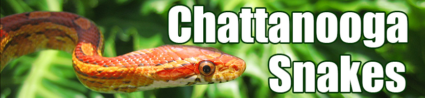 Chattanooga snake